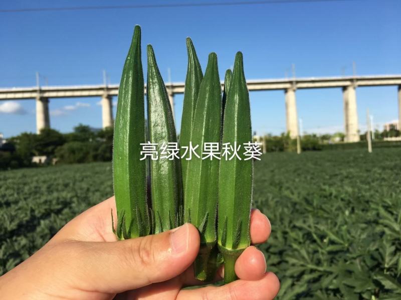 亮绿水果秋葵种子一代杂交蔬菜基地专用秋葵种子高产品种