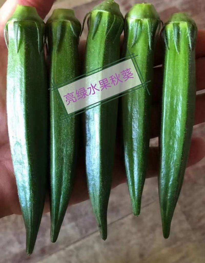 亮绿水果秋葵种子一代杂交蔬菜基地专用秋葵种子高产品种