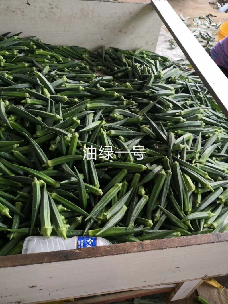 亮绿水果秋葵种子一代杂交蔬菜基地专用秋葵种子高产品种