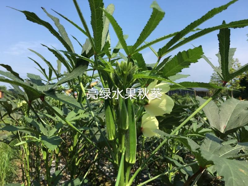 亮绿水果秋葵种子一代杂交蔬菜基地专用秋葵种子高产品种