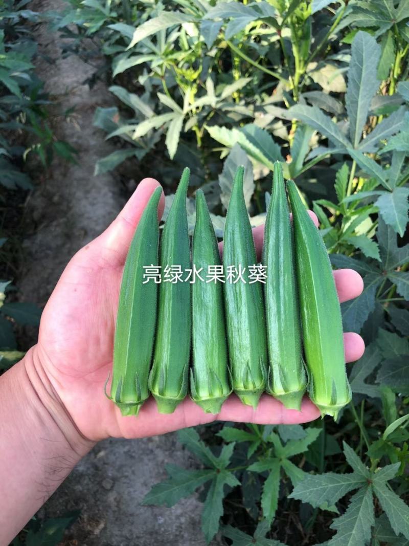 亮绿水果秋葵种子一代杂交蔬菜基地专用秋葵种子高产品种