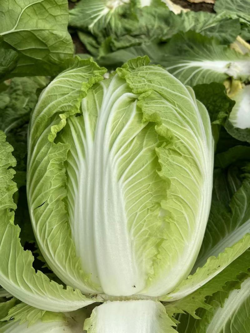 白菜