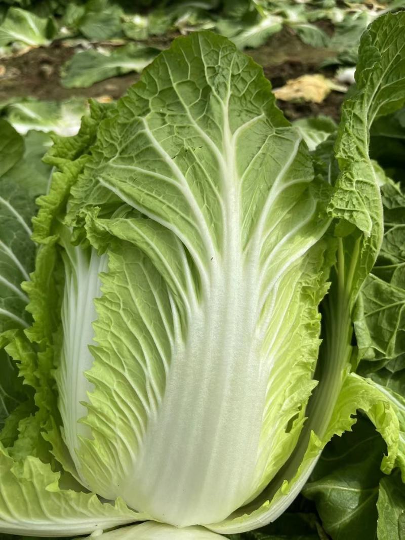 白菜