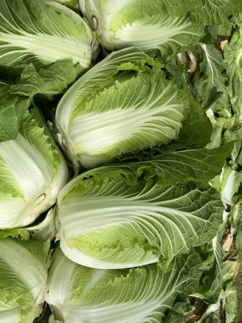白菜