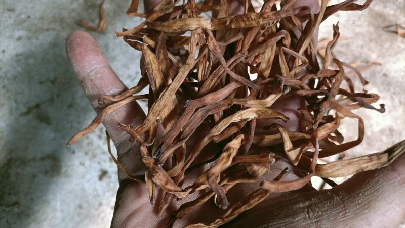 黄花菜特价，跟条好颜色好，干度到位放心产品，质量保证