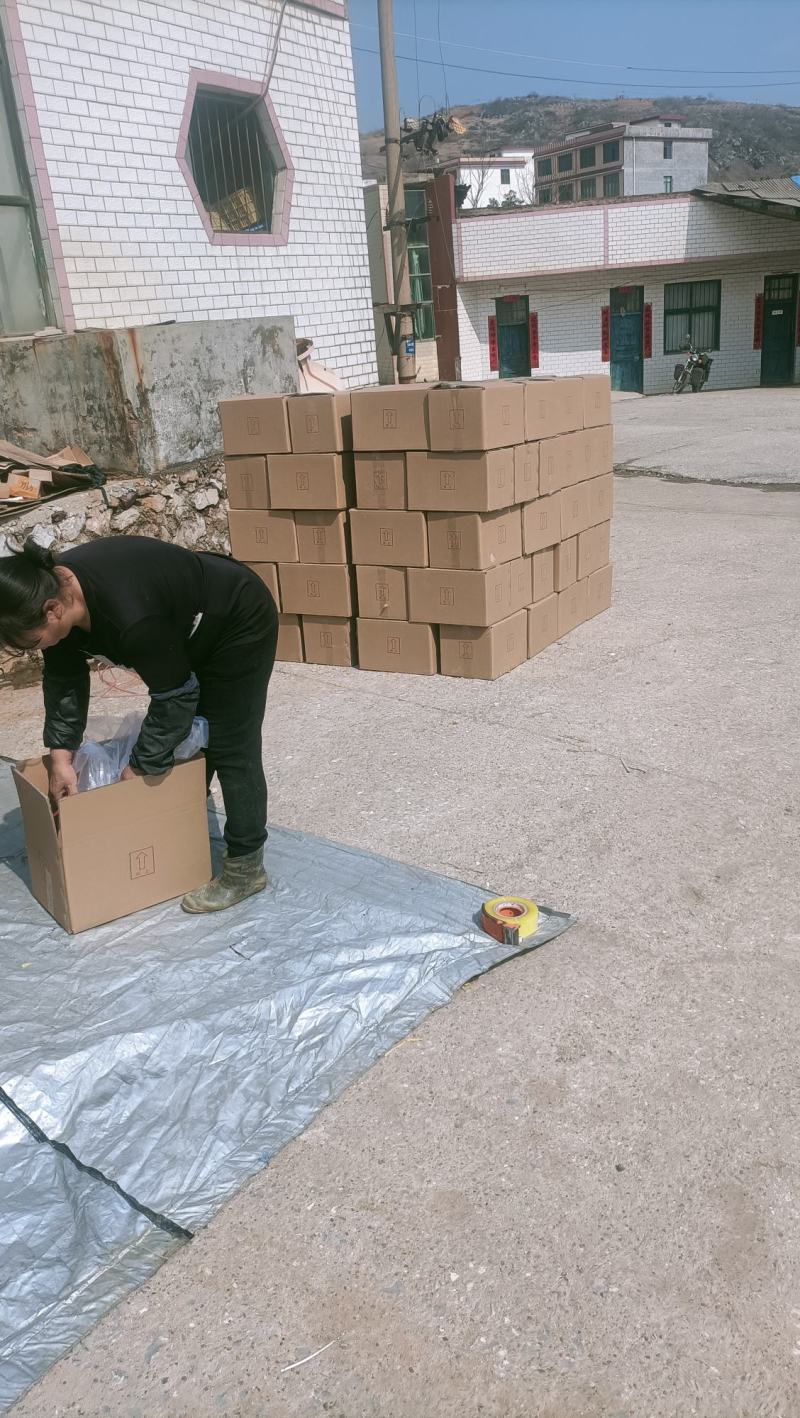 黄花菜特价，跟条好颜色好，干度到位放心产品，质量保证