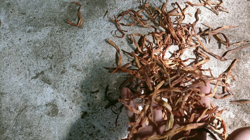 黄花菜特价，跟条好颜色好，干度到位放心产品，质量保证