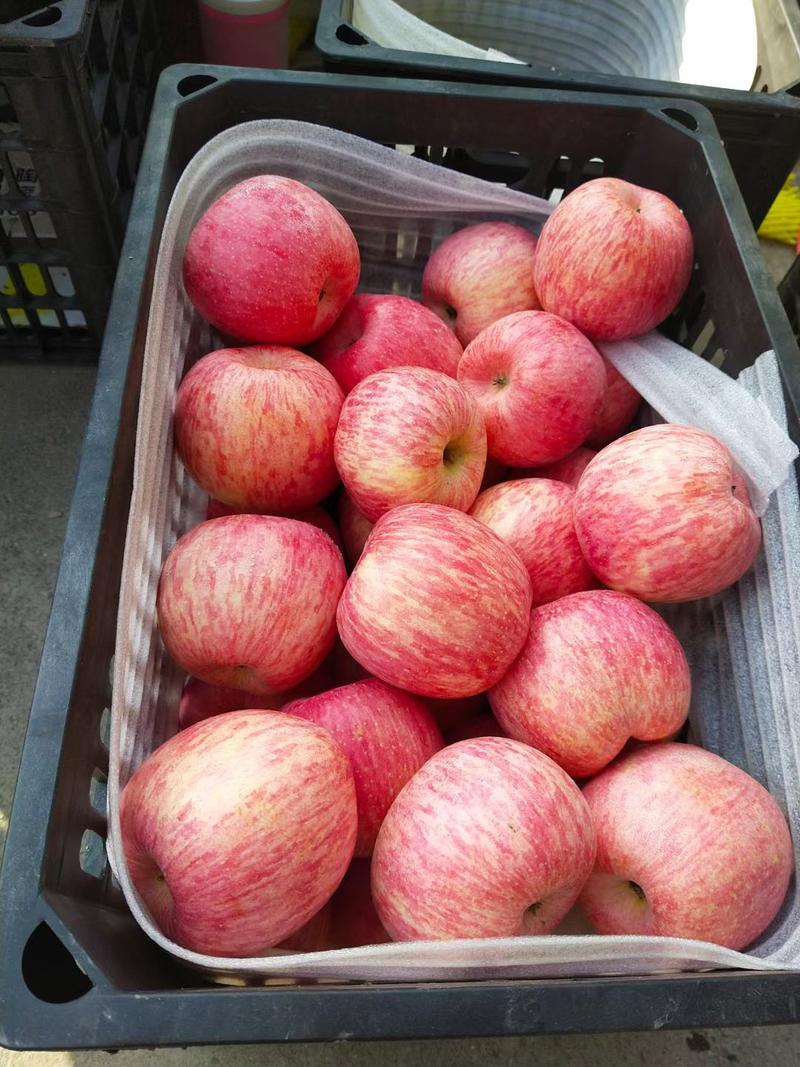新鲜红富士苹果产地供货一手货源大量供应。冷库发货。