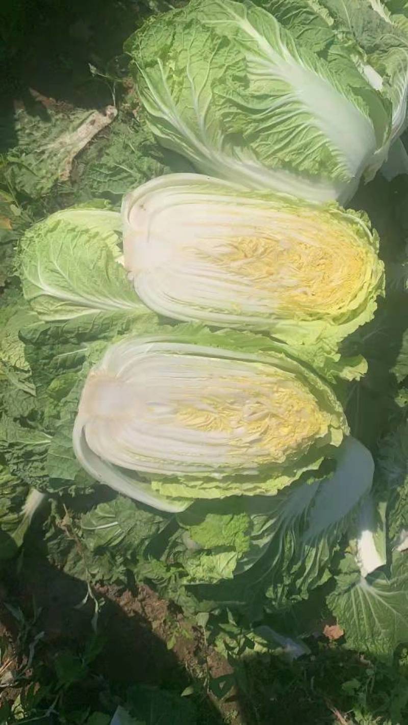 云南精品大娃娃菜，产地直销，一手货源，冷库预冷，质量保证