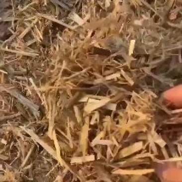 玉米秸秆黄储