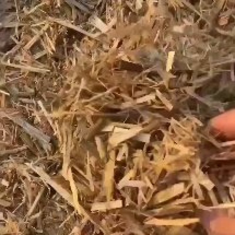 玉米秸秆黄储