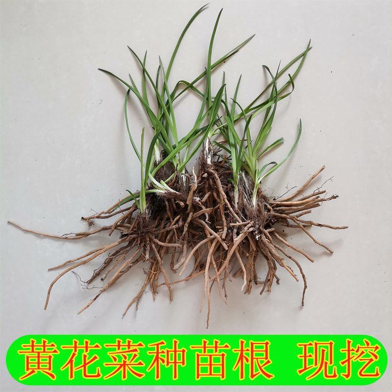 庆阳黄花菜根种苗金针菜苗萱草根农家黄花菜苗