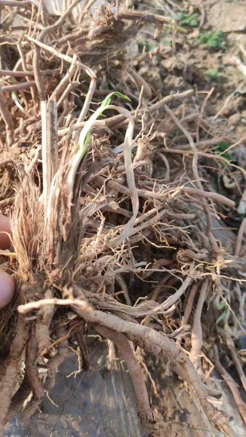 庆阳黄花菜根种苗金针菜苗萱草根农家黄花菜苗