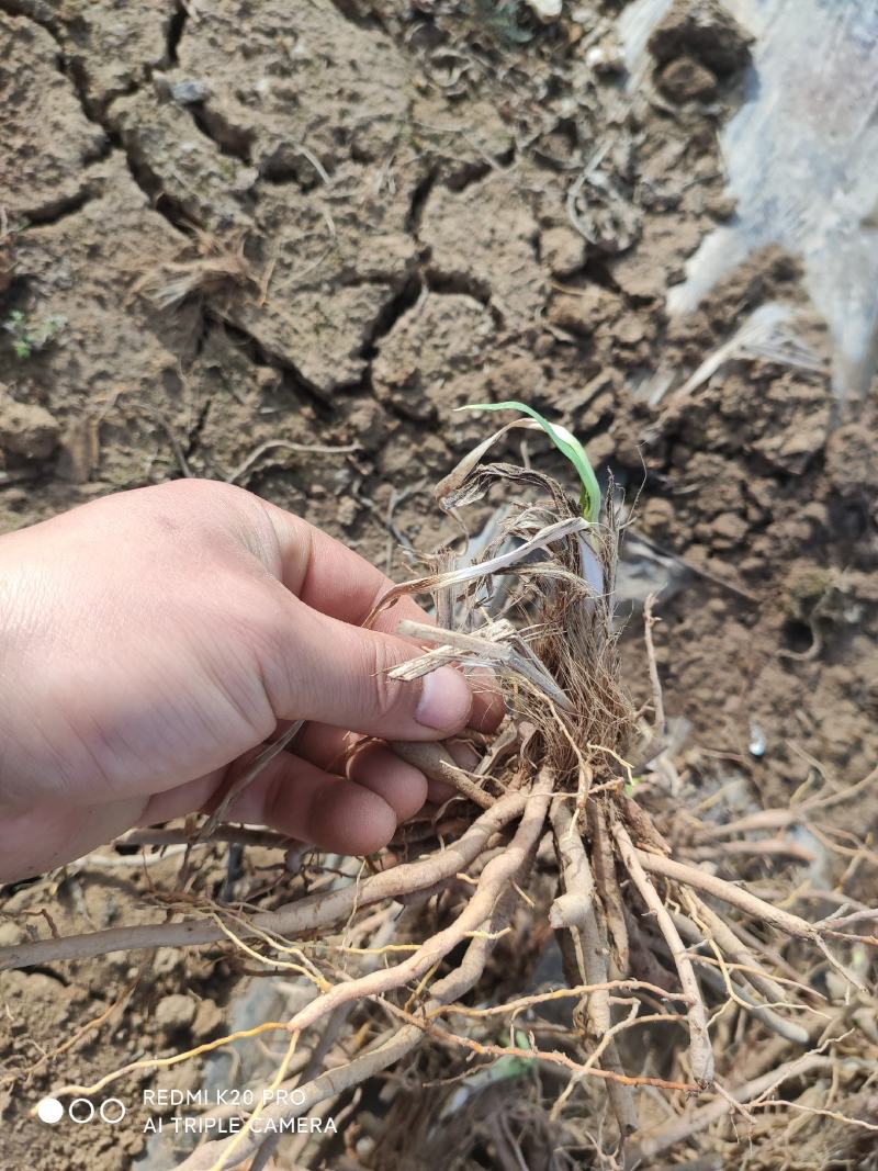 庆阳黄花菜根种苗金针菜苗萱草根农家黄花菜苗