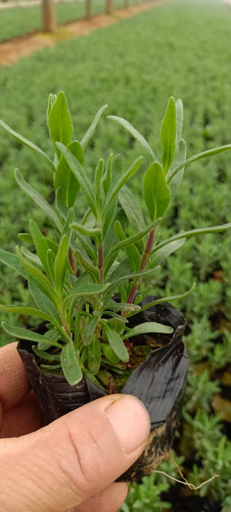 薰衣草，薰衣草杯苗小苗。根系发达。苗壮。基地直发货。
