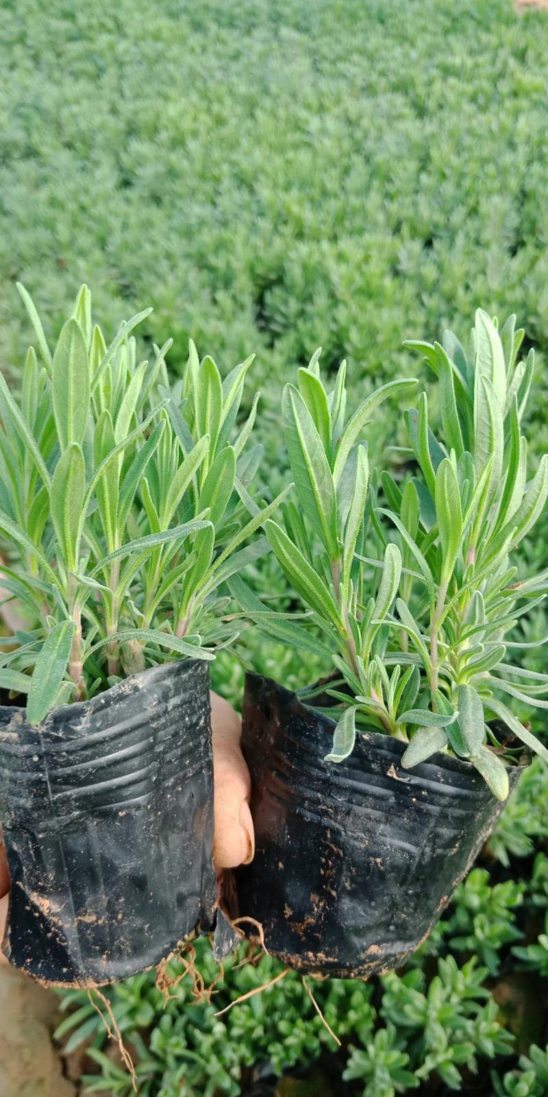 薰衣草，薰衣草杯苗小苗。根系发达。苗壮。基地直发货。
