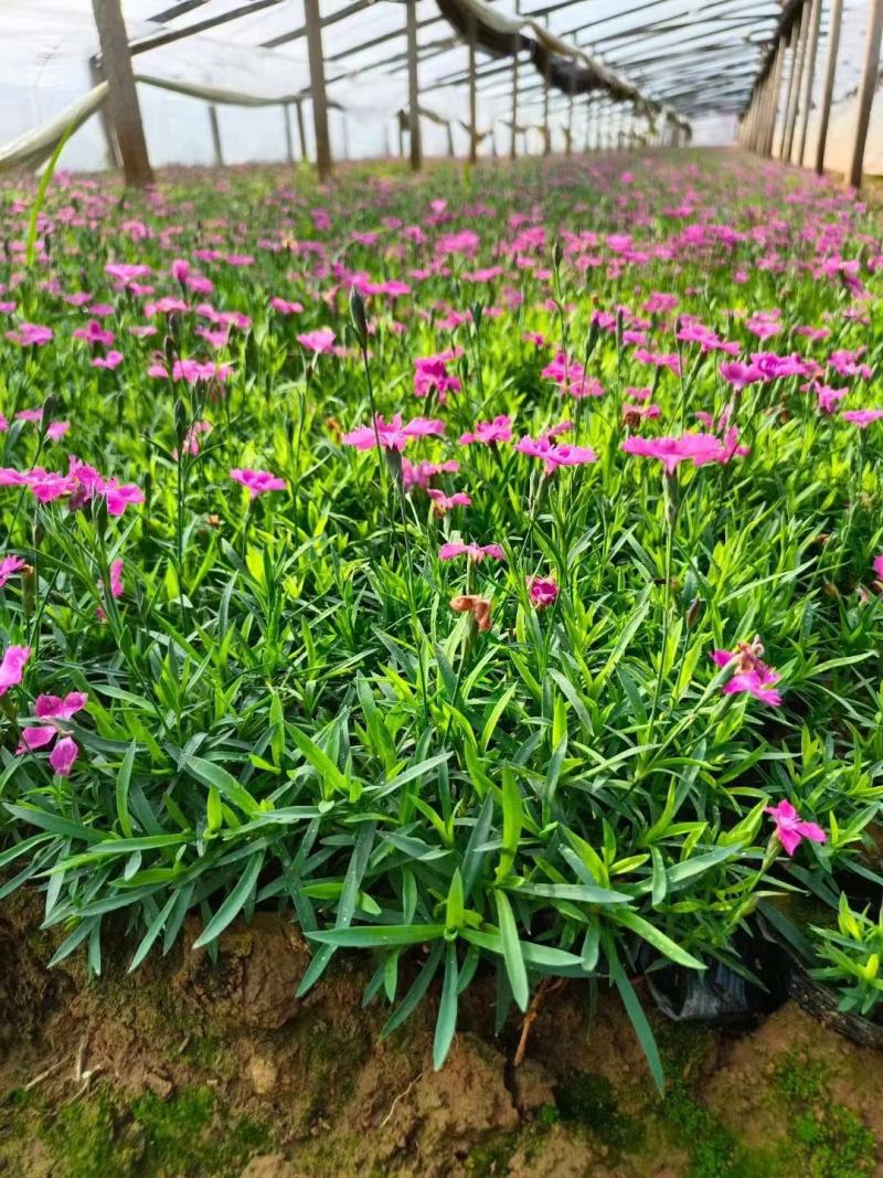 欧石竹山东青州草花基地常年供应优质草和苗木