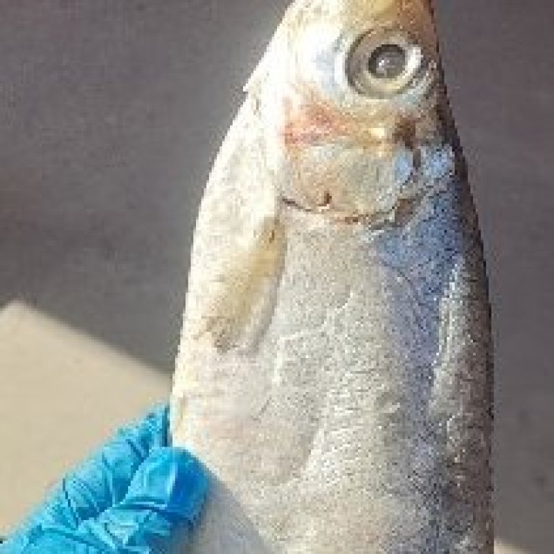 白磷鱼腌制咸鱼干也叫快鱼！自带油性产地直销大量现货供应