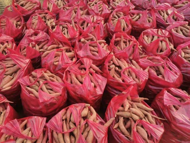 【推荐】河北红薯龙薯九号新鲜现挖整车发货保质保量