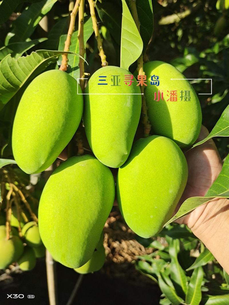 来自北纬18度°海南省三亚市产地直供小台农芒果