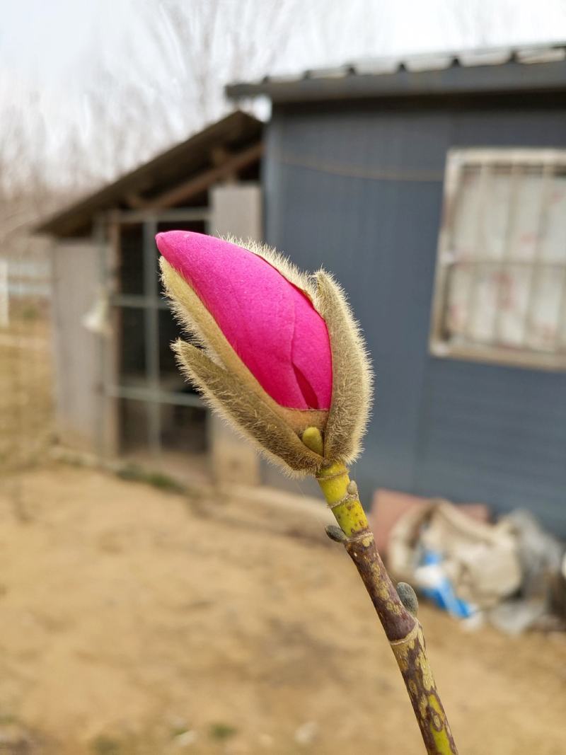 出售各种白玉兰红玉兰紫玉兰二乔玉兰娇红玉兰苗圃直销规格齐