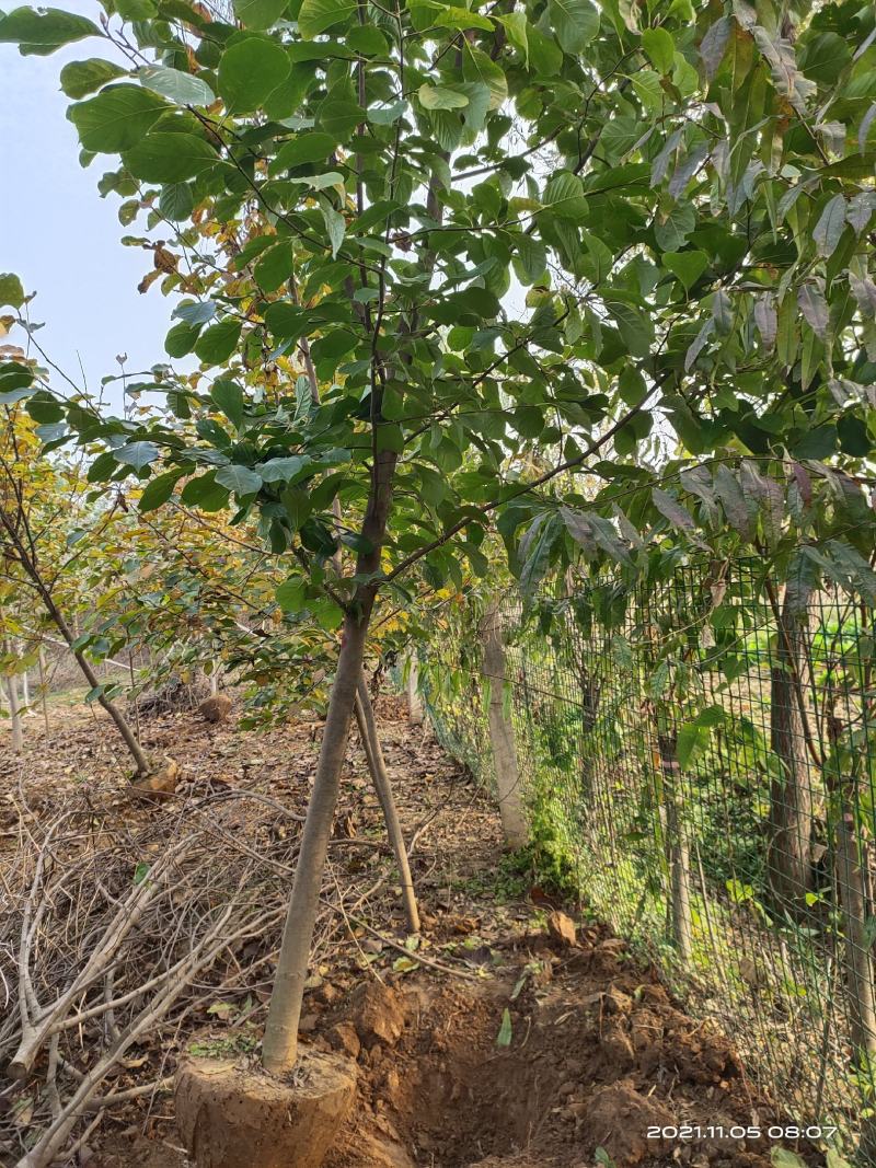 出售各种白玉兰红玉兰紫玉兰二乔玉兰娇红玉兰苗圃直销规格齐