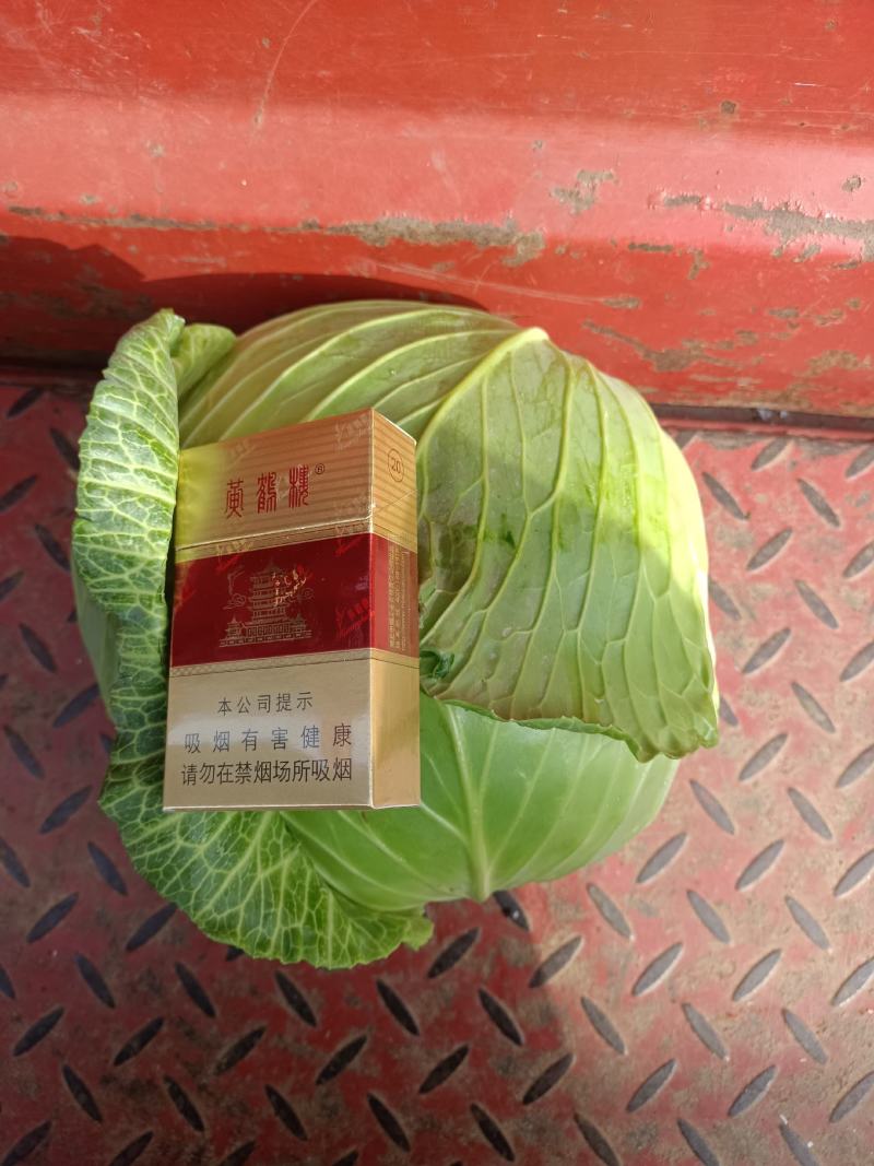 精品甘蓝大量出货