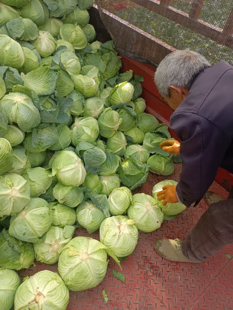 精品甘蓝大量出货