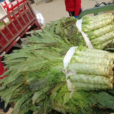 莴苣，大棚蔬菜