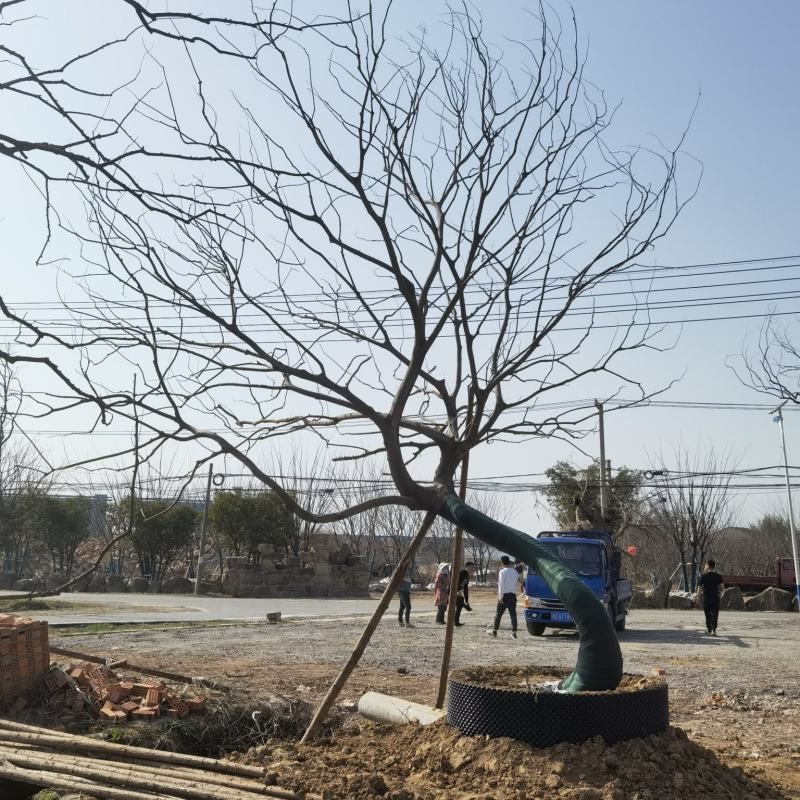 江苏句容精品造型弯杆朴树，多杆丛生拼栽朴树基地
