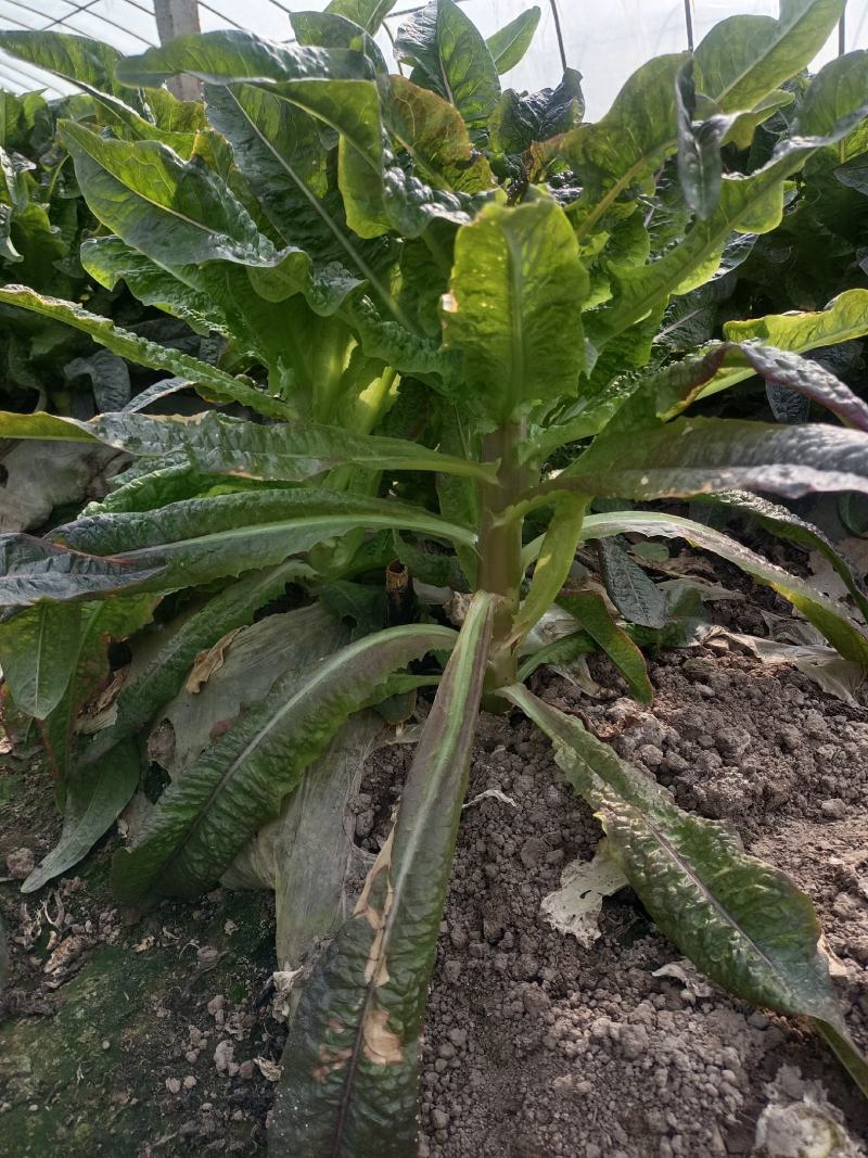 莴苣，大棚蔬菜