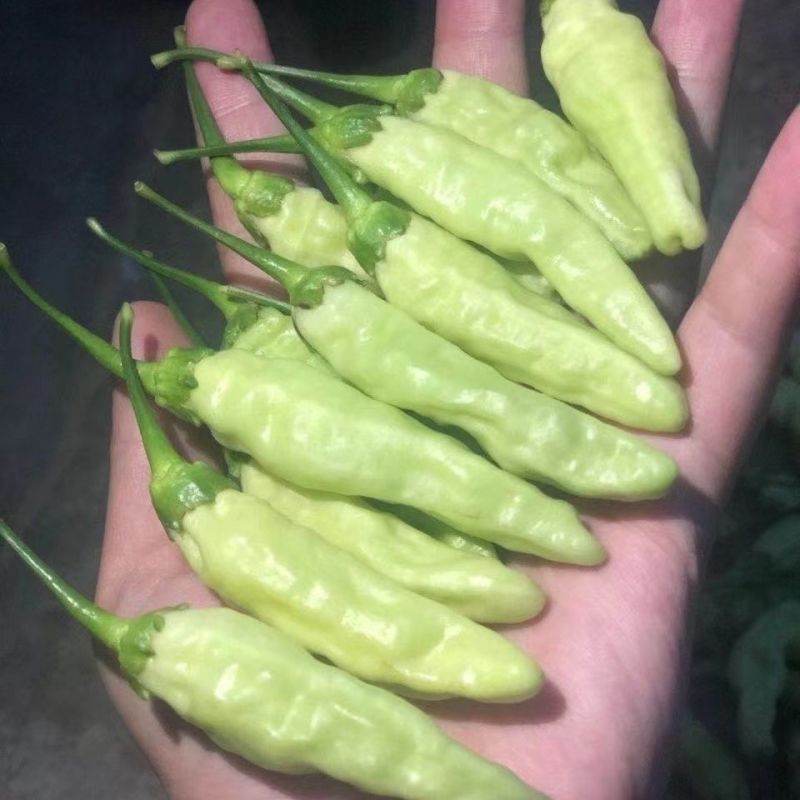 云南野山椒白米椒泡椒非新鲜泡好小辣椒朝天辣指天椒辣椒尖椒