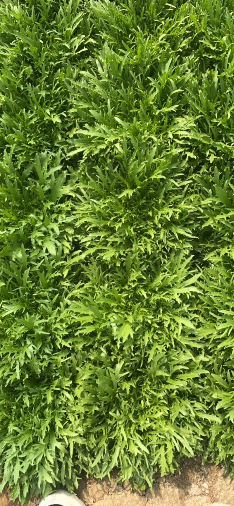 苦菊