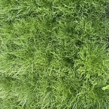 苦菊
