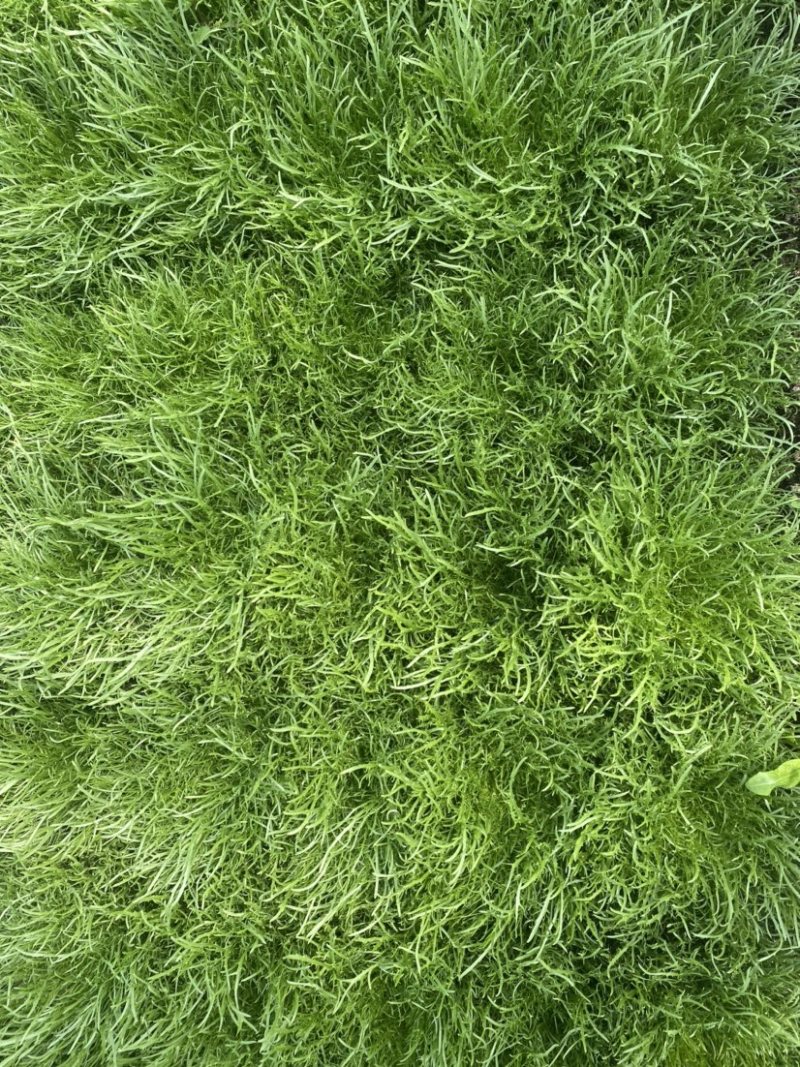 苦菊