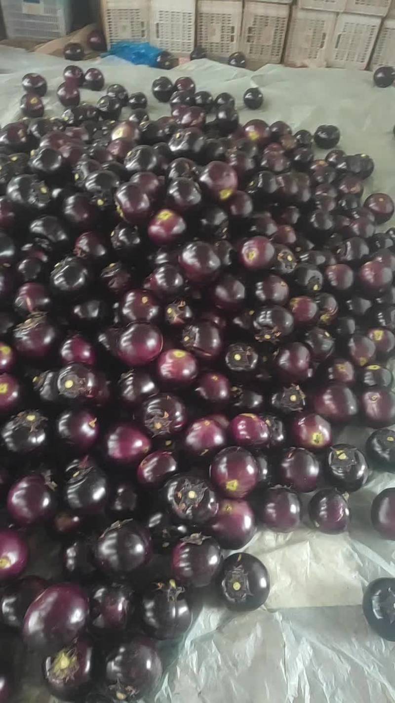 紫光圆茄聊城莘县精品紫光圆茄大量上市中。