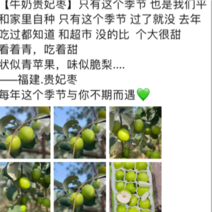 【牛奶贵妃枣】只有这个季节