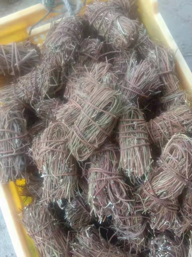 鸡骨草/野生鸡骨草/鸡骨草干货/鸡骨草小扎把/无硫