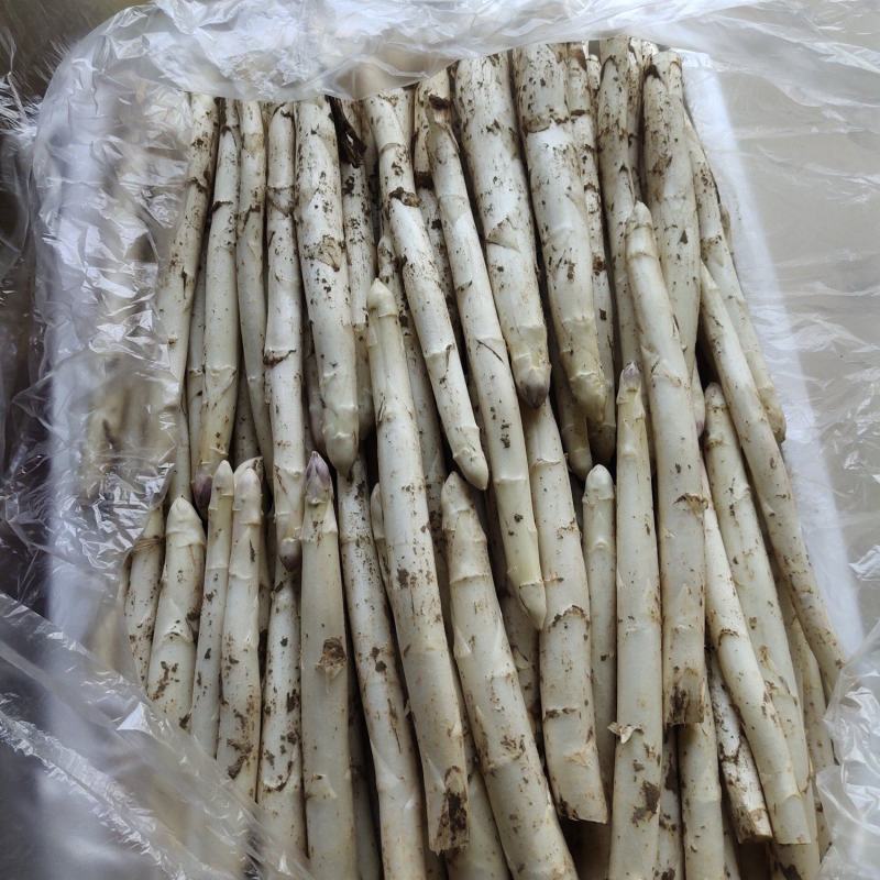 农家院直供特鲜芦笋头茬好吃可口高级蔬菜白芦笋！！！！！！