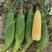 太阳花6号水果玉米种子泰系甜玉米种子超甜大棒可生吃青绿皮