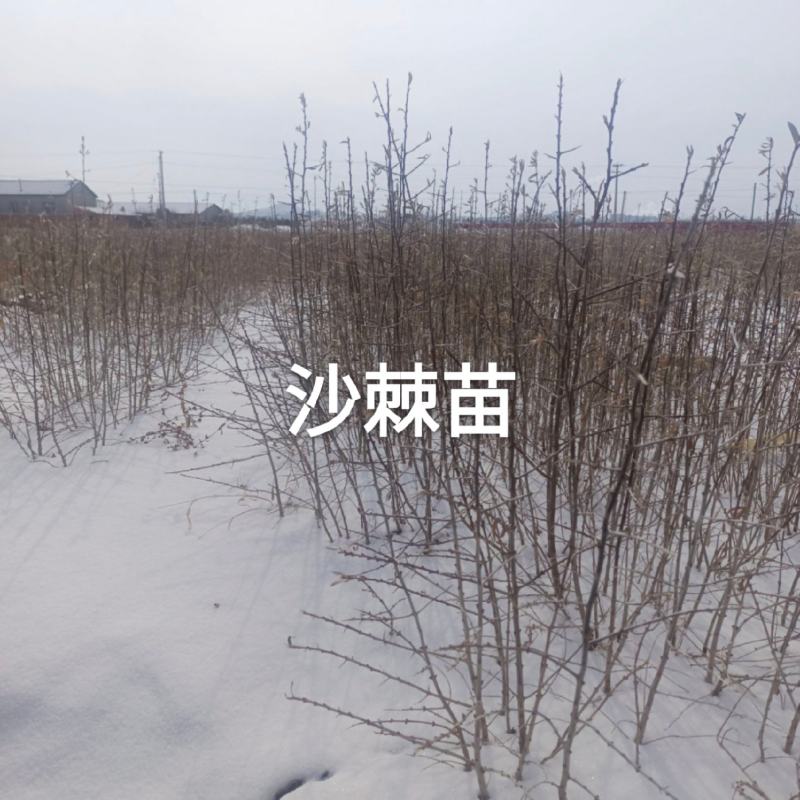苗地自产30一50公分以上中华沙棘苗，自产自销，手续齐全