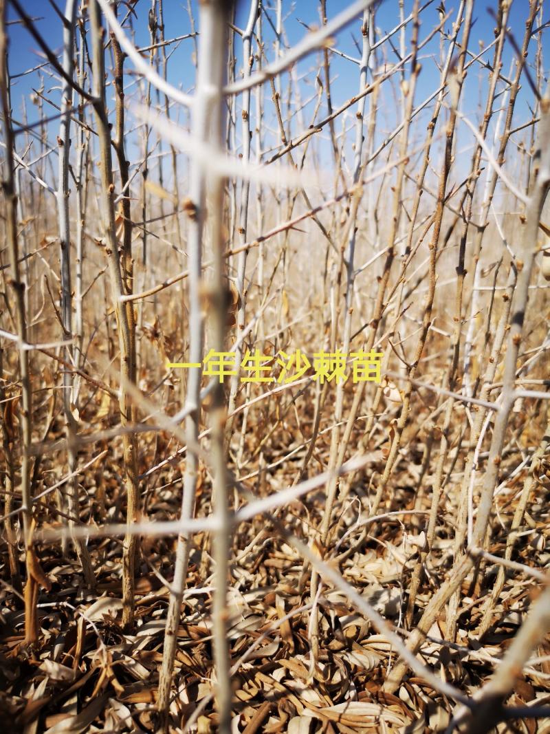 苗地自产30一50公分以上中华沙棘苗，自产自销，手续齐全