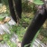 【精品】烧烤茄长茄一手货源现摘现发产地直发量大从优