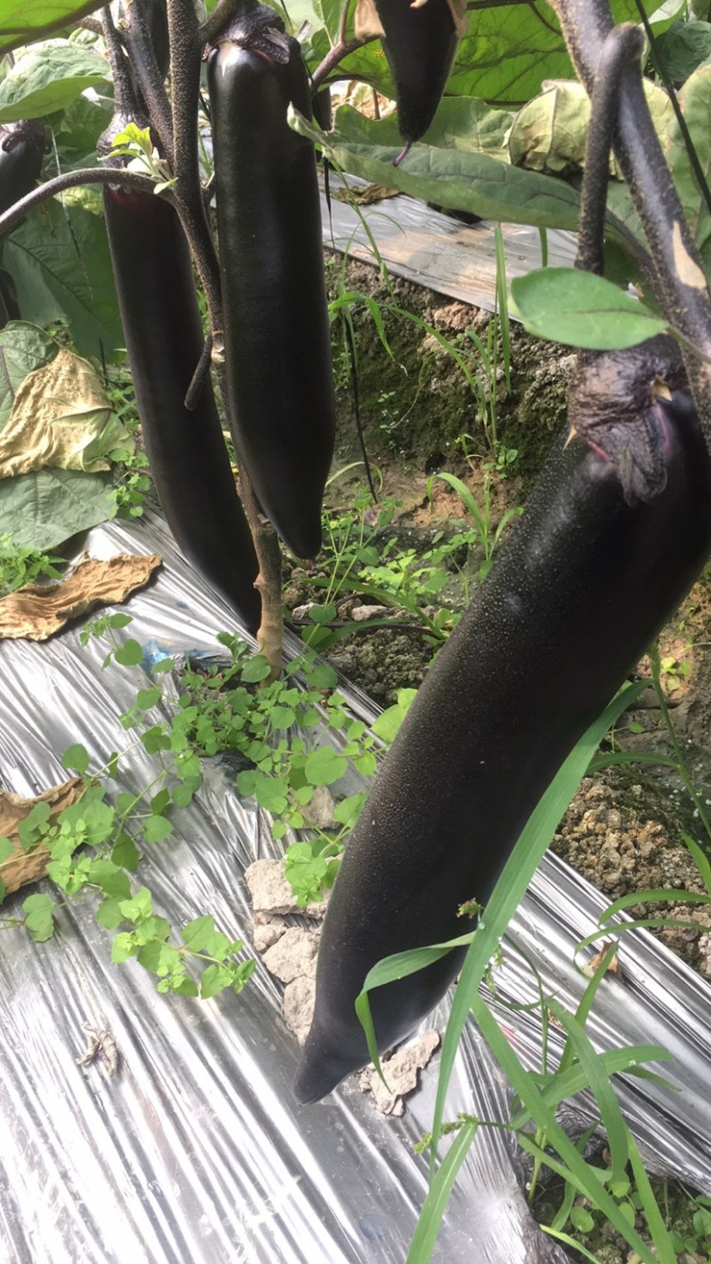 【精品】烧烤茄长茄一手货源现摘现发产地直发量大从优