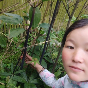 需要重楼苗的联系我吧价格美丽