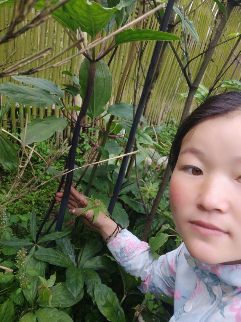 需要重楼苗的联系我吧价格美丽