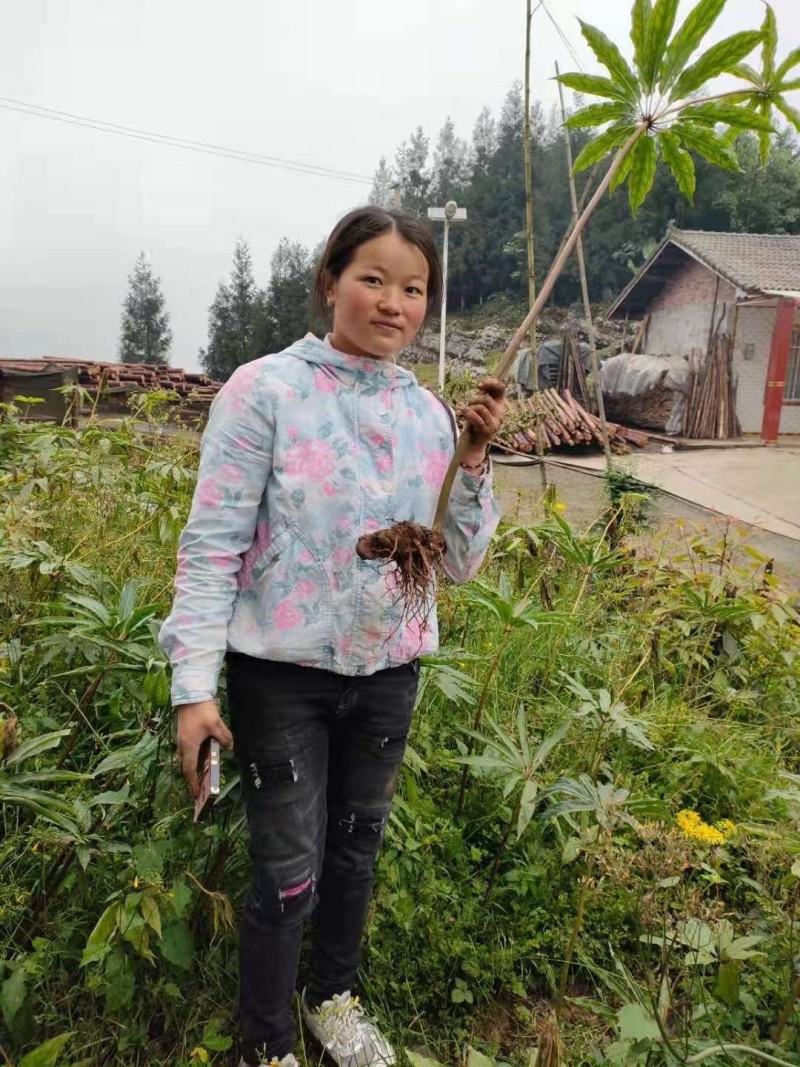 需要重楼苗的联系我吧价格美丽