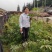 需要重楼苗的联系我吧价格美丽