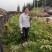 需要重楼苗的联系我吧价格美丽