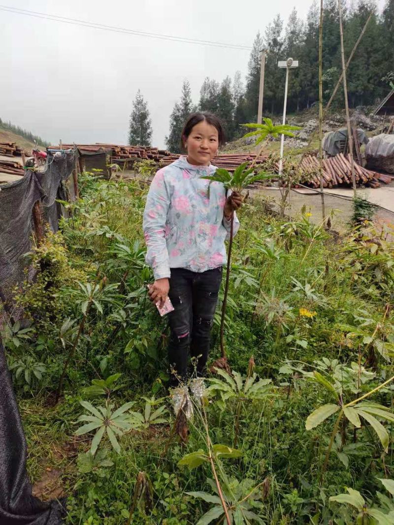 需要重楼苗的联系我吧价格美丽